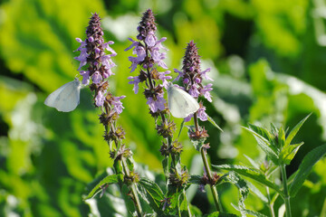 Sumpf-Ziest, Stachys palustris Kleine Kohlweißling