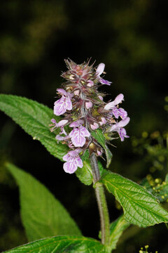 Sumpf-Ziest, Stachys palustris