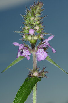 Sumpf-Ziest, Stachys palustris