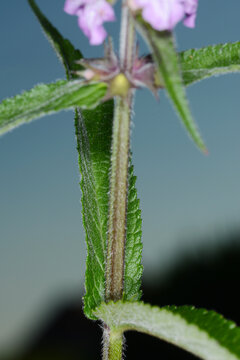 Sumpf-Ziest, Stachys palustris