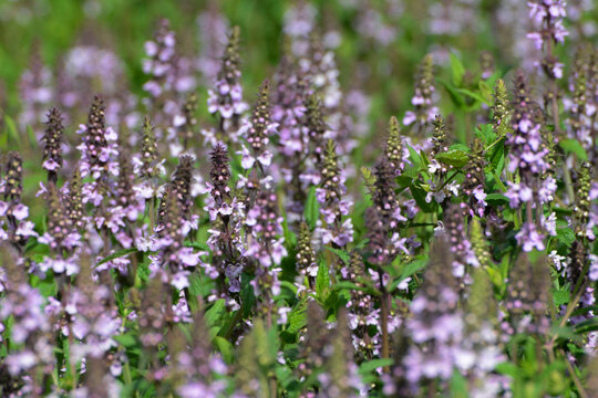 Sumpf-Ziest, Stachys palustris