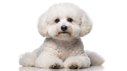 Full shot of a white Bichon Frise dog looking directly at the camera, with soft lighting, fluffy fur detail, and a clean neutral background — realistic, high-resolution pet portrait.