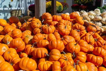 Pile of bright orange pumpkins at outdoor farmers market in autumn