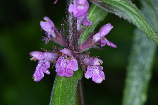 Sumpf-Ziest, Stachys palustris