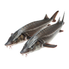 Freshly caught sturgeon ready for the gourmet kitchen, offering a culinary experience for seafood lovers and chefs, perfect for upscale dining and luxurious recipes showcasing delicacy