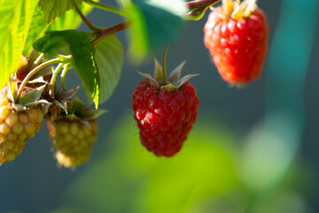 Ripe raspberries hang on a twig in the middle ground. There are also unripe berries in the frame.