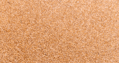 Closeup of wheat grains texture in bulk at granary