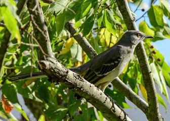 A Northern Mockingbird perched in a tree.