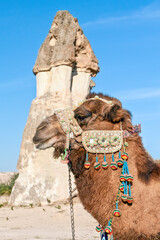 Dromedary "Camelus dromedarius", or Arabian camel and tufa fairy chimneys at Goreme valley, Cappadocia, Turkey
