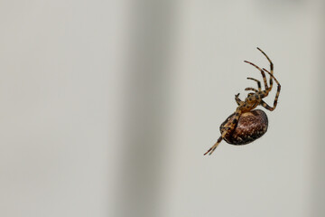 Garden Spider Hanging from Silk Thread