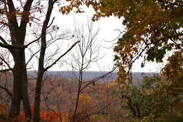 autumn in the forest