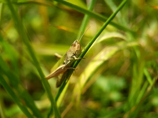 grasshopper on leaf autumn garden