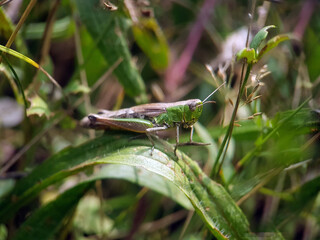 grasshopper on leaf autumn garden