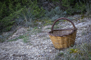 A solitary, traditional wicker basket for gathering mushrooms, empty on the ground, with a natural...