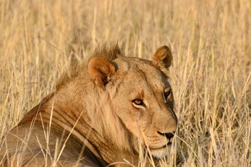 Lion