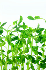 Obraz premium 豆苗