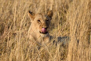 Lion
