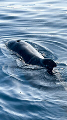 A whale surfacing in calm blue ocean water, showing its smooth back and blowhole above the surface.