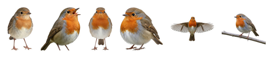 Robin set including standing, singing, flying, and perched poses isolated. Nature and wildlife collection.