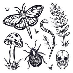 Detailed Line Engraving Icons – Moth, Beetle, and Spider Clipart Set.svg