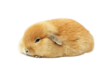 Prairie dog cute animal isolated on transparent background