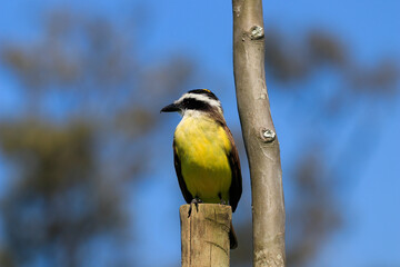 Fototapeta premium Close-up of a Great Kiskadee bird (Pitangus sulphuratus) with a yellow chest, perched on a rustic post and looking up at the intense blue sky, in an alert or singing posture.