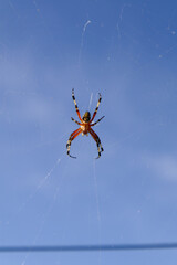 Mexican garden spider (Neoscona oaxacensis) close up with a clear blue sky on the background