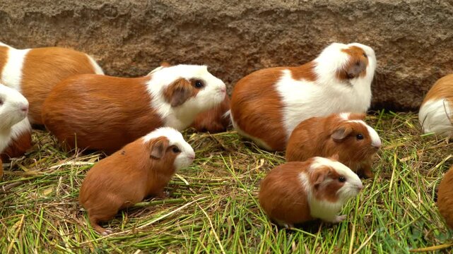Guinea pig family, guinea pig meat farm in Latin America