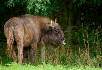 European bison