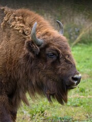 European bison