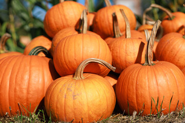 A pile of orange pumpkins arranged on hay in warm autumn light. Concept of harvest, seasonal decoration, rustic fall market.