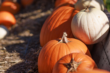 A row of bright orange pumpkins (Cucurbita pepo, cultivar ‘Jack O’Lantern’) arranged on hay. Concept of autumn harvest, farm market, seasonal decoration.