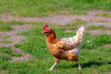 Bird and poultry concept, Selective focus of orange brown hen on green grass meadow in countryside, Chicken egg breeding outdoor walking looking for food in open farm, The hen is produced eggs.