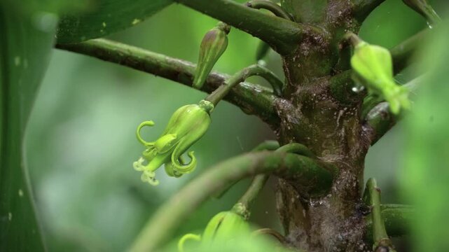Babaco fruit, babaco terna flower.