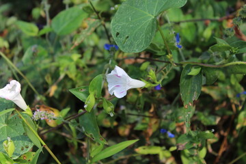 butterfly on a flower