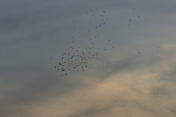 A flock of birds flying in the sky at sunset in the evening.