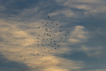 A flock of birds flying in the sky at sunset in the evening.