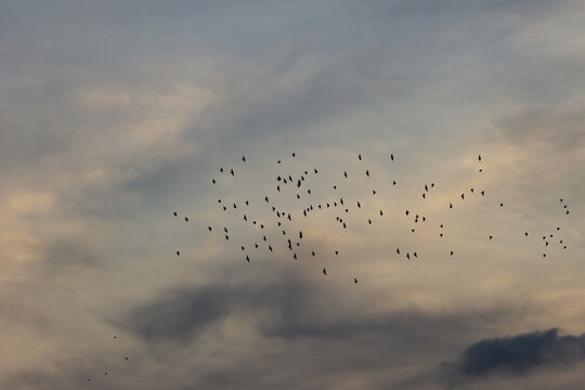 A flock of birds flying in the sky at sunset in the evening.