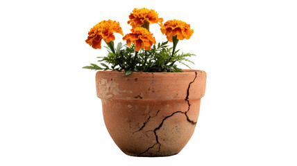 Small terracotta plant pot with a crack container on white background 