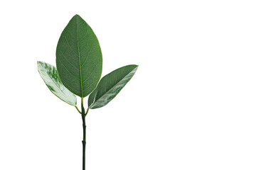 Potted Rubber Plant isolated on transparent background