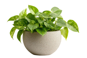 Indoor Scindapsus Pothos isolated on transparent background