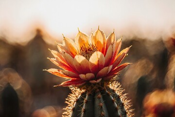 Cactus Flower Bloom at Golden Hour: Close-Up Of Orange-Red Petals On Spiny Desert Plant
