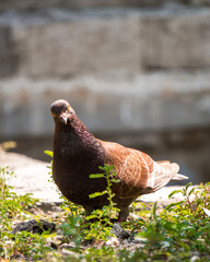 pigeons are coming down to look for food in the garden