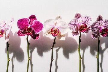 Line Of Vibrant Orchids With Pink, Purple, And White Blooms Against Light Background
