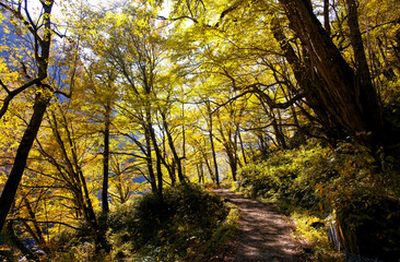 Obraz premium 紅葉の森の道