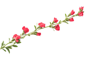 Blooming Snapdragon Flower Stem isolated on transparent background