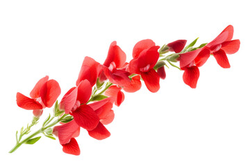 Potted Snapdragon Flower Stem isolated on transparent background