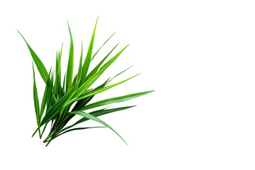 Fototapeta premium Freshly Potted Spider Plant isolated on transparent background
