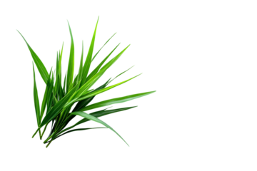 Freshly Potted Spider Plant isolated on transparent background