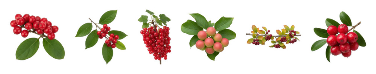 Botanical berry and fruit branch set including red currant, hawthorn, winterberry, and carissa isolated. Natural food and seasonal elements.
